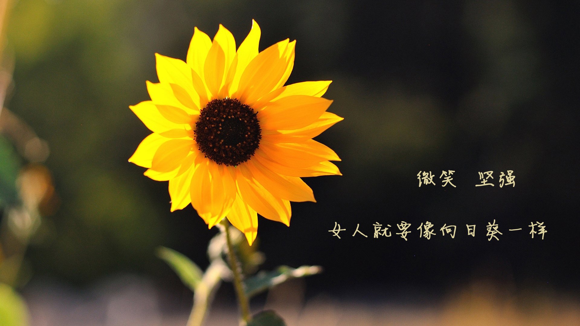 潜水装备展会2026（潜水装备网站）